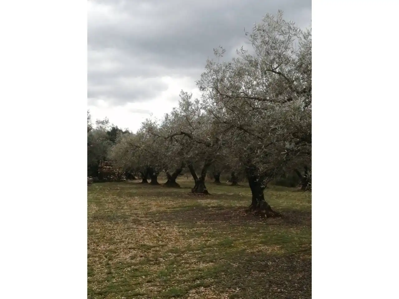 Rural land for sale in Calle Camino de Godall, imagen 10