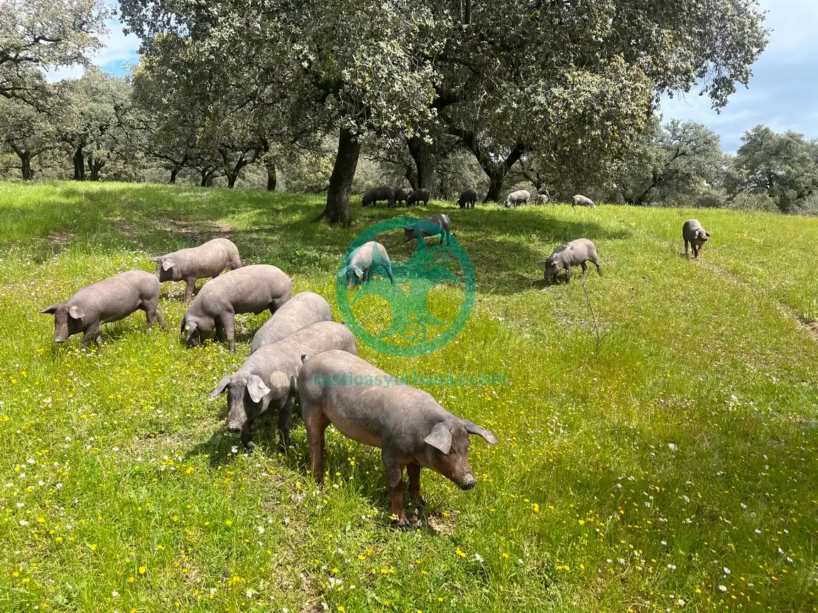 Garten von Country house zur Miete in Cáceres mit Schwimmbad, Möbliert und Ofen