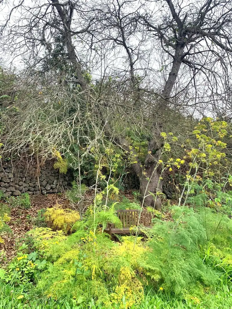 Villa avec jardin à vendre à La Perdoma - San Antonio - Benijos, imagen 19