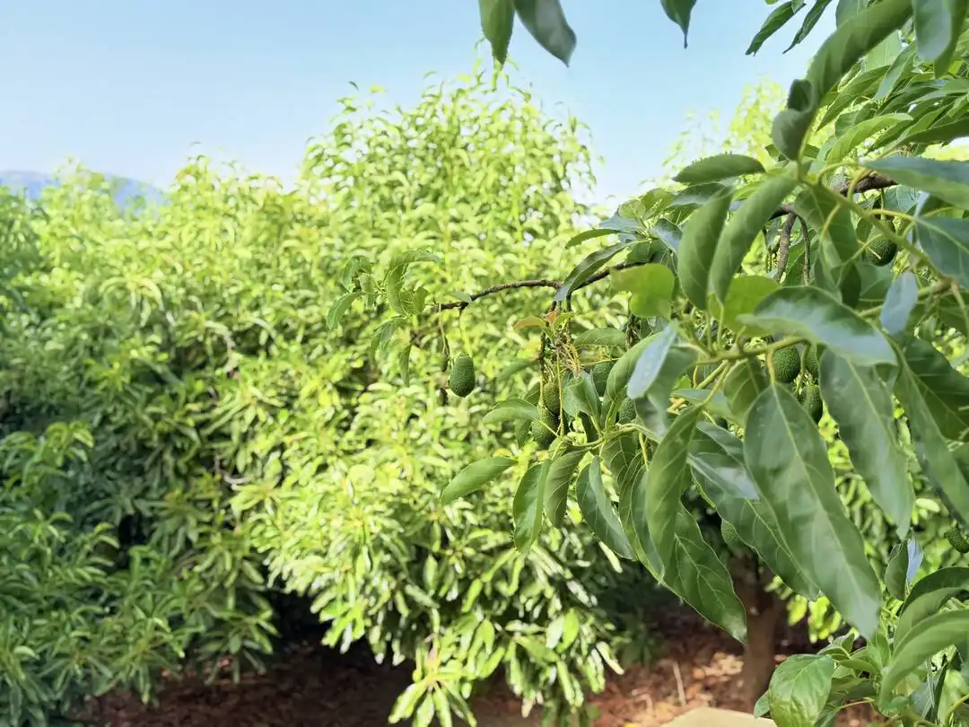 Jardí de Casa o xalet en venda en Benamocarra amb Jardí privat i Moblat