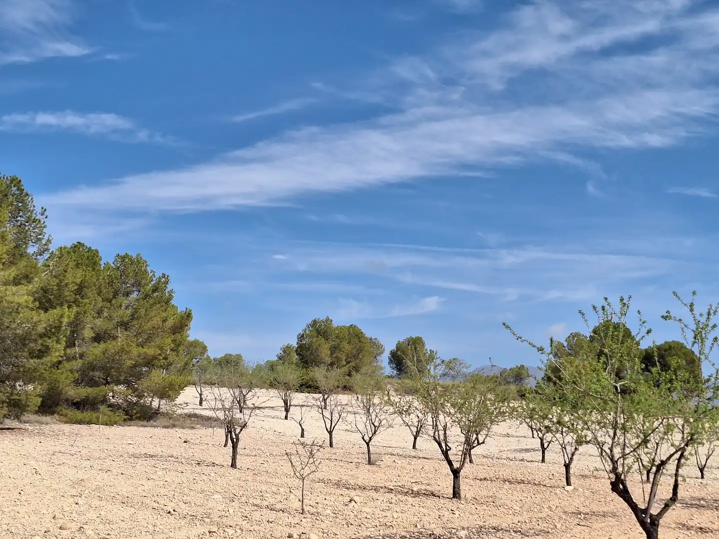 Terreny residencial en venda a Jumilla, imagen 4