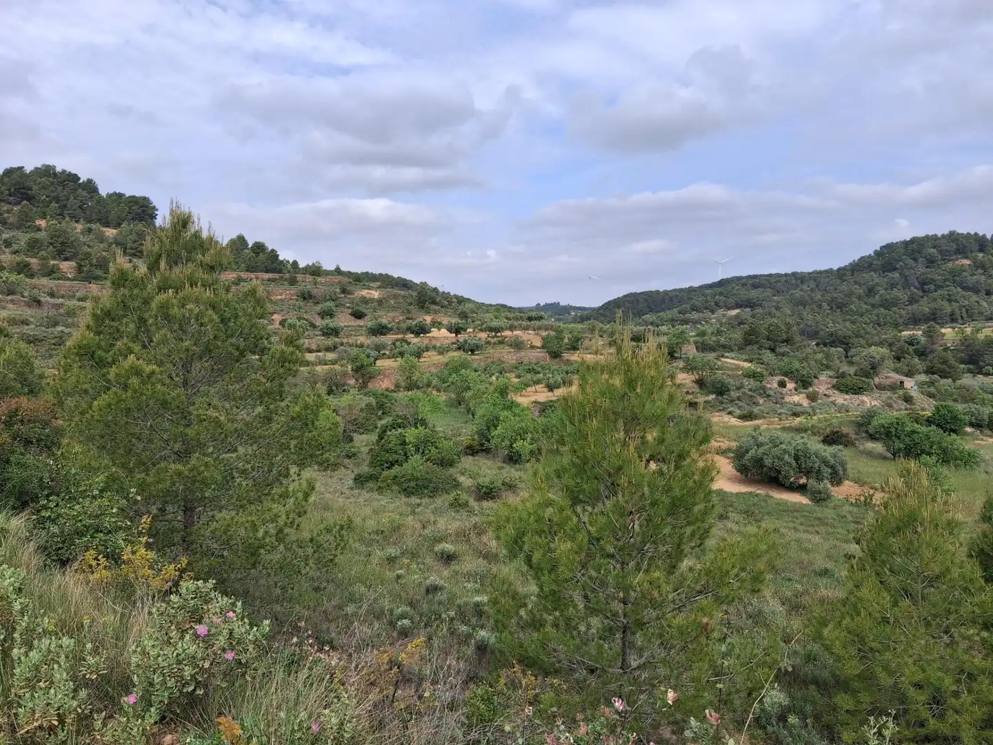 Rural land for sale in Gandesa, imagen 13