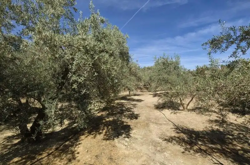 Terreno rustico in vendita a El Valle, imagen 21