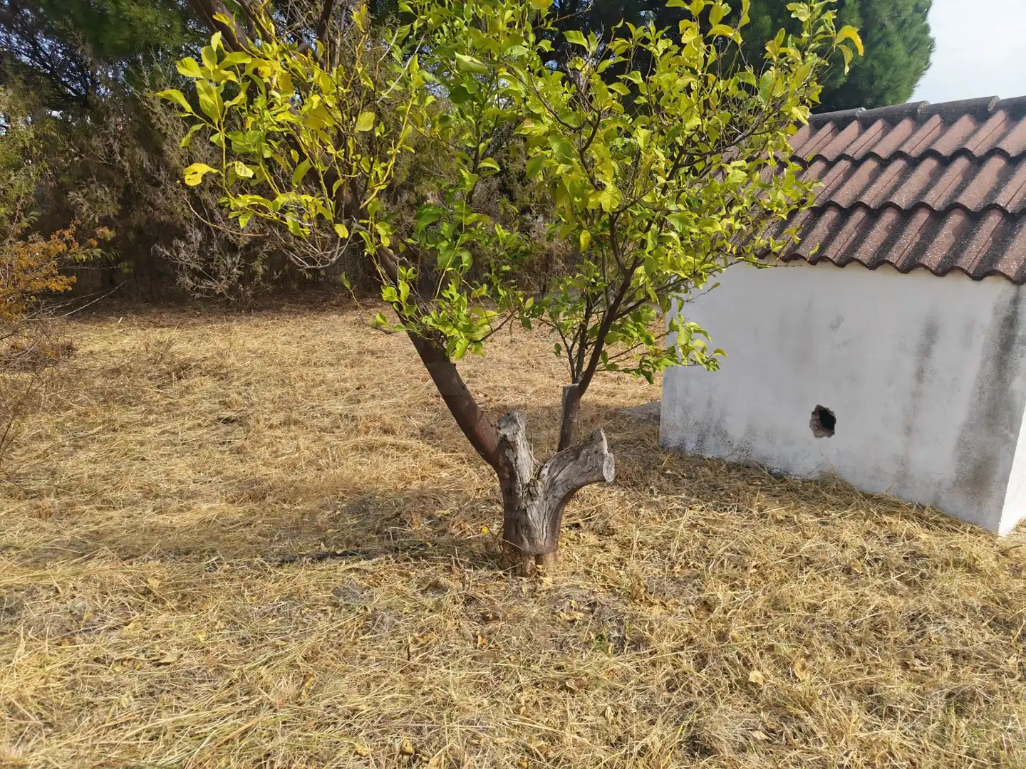 Casa rústica con piscina en venta en Gibraleón, imagen 32