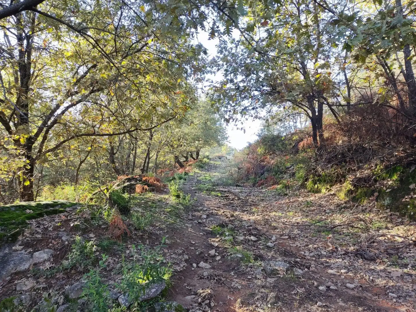 Terreni e lotti in vendita a Jarandilla de la Vera, imagen 34