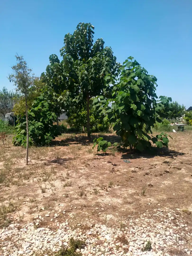 Finca rústica en venda en Oliva amb Terrassa i Traster