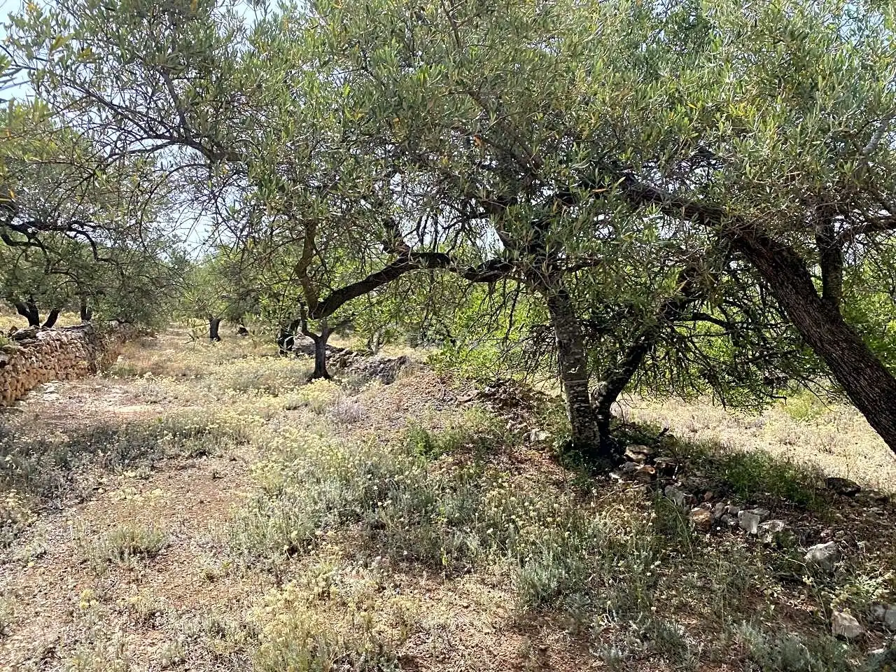 Terreno rustico in vendita a Partida Comartins, imagen 5