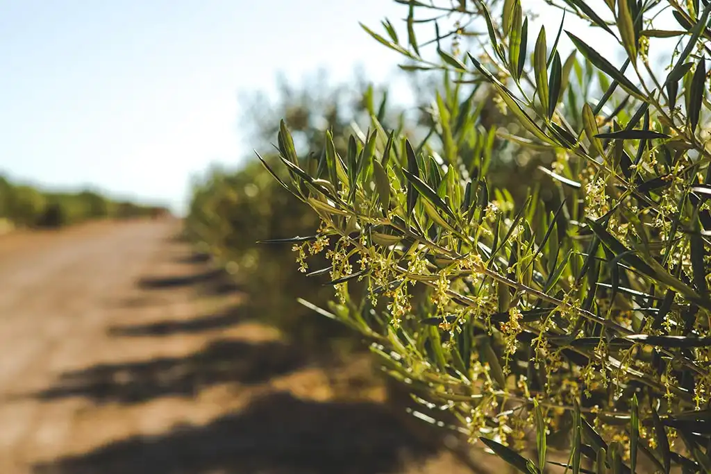 Jardí de Finca rústica en venda en Jumilla amb Calefacció, Jardí privat i Terrassa