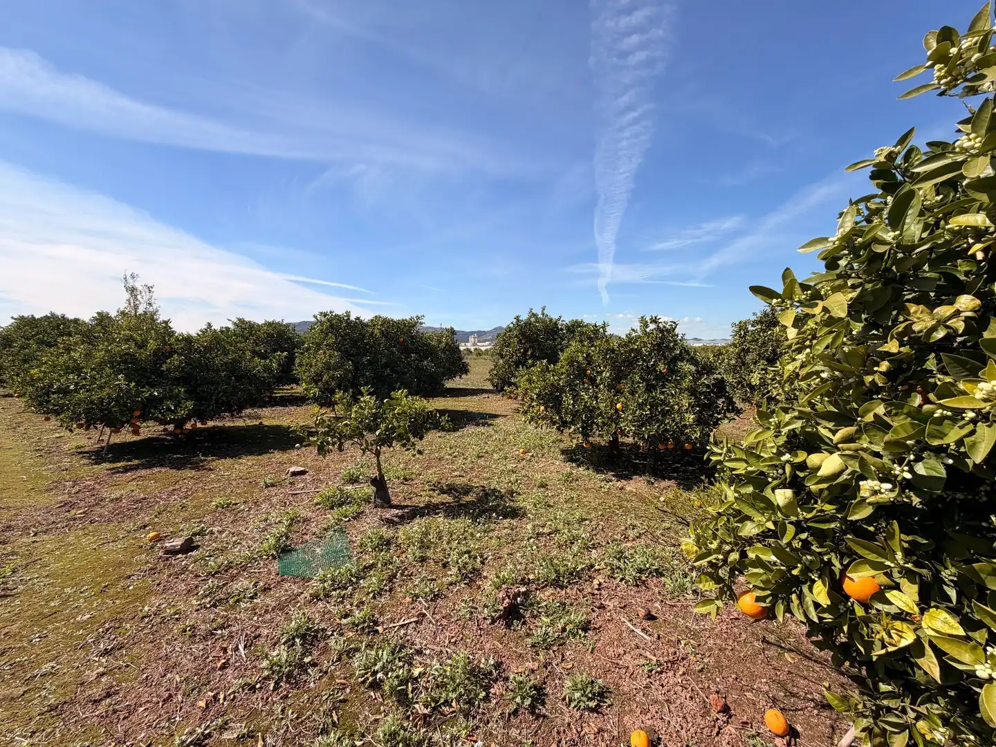 Rural land for sale in Almenara, imagen 25