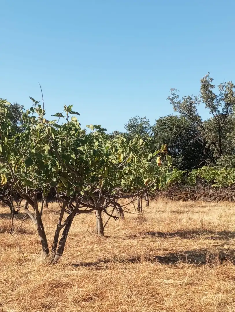 Terreni e lotti in vendita a Candeleda, imagen 11