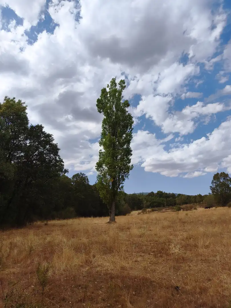 Terreno en venta en Piñuécar-Gandullas