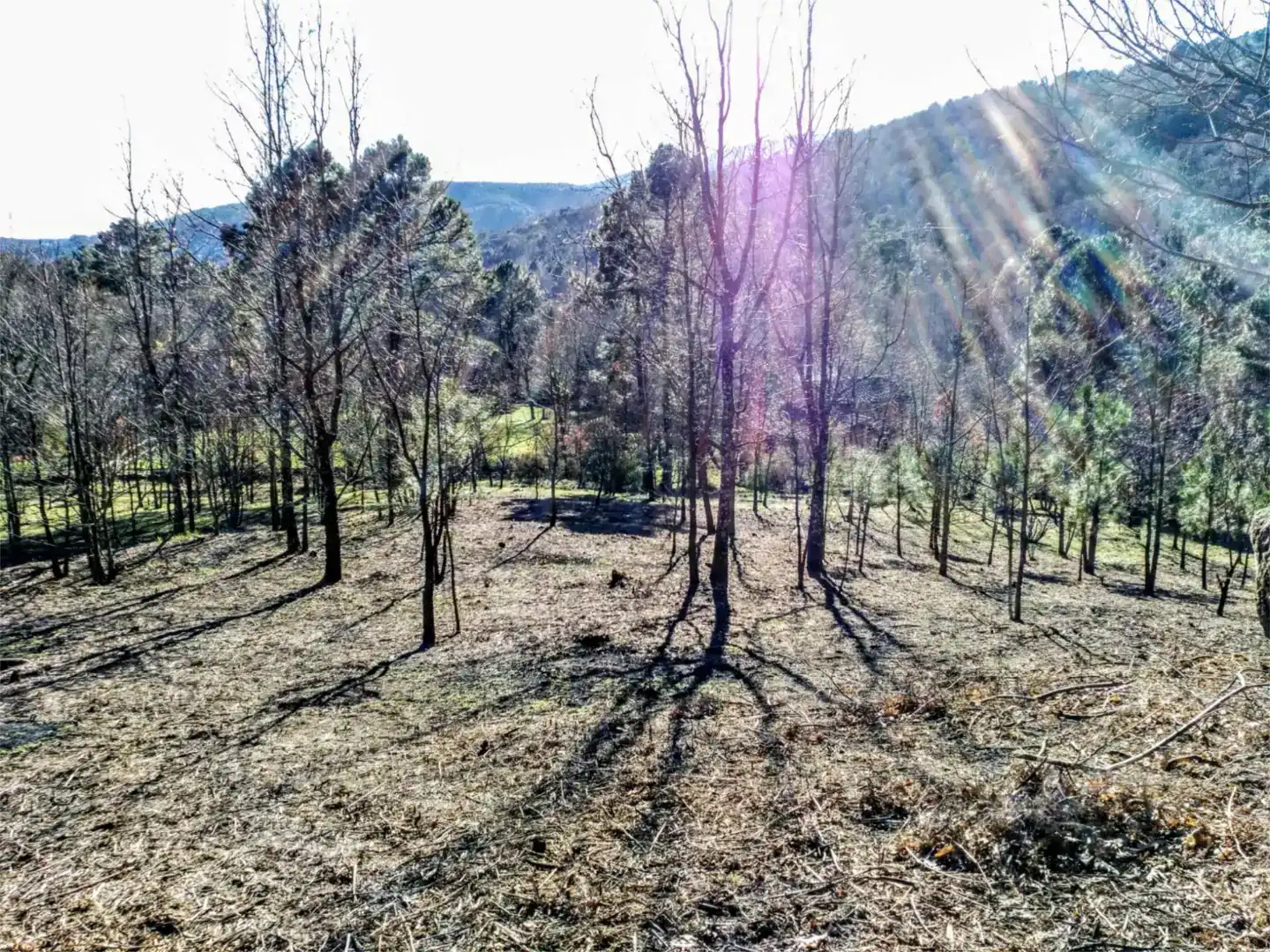 Finca rústica en venda en Arenas de San Pedro