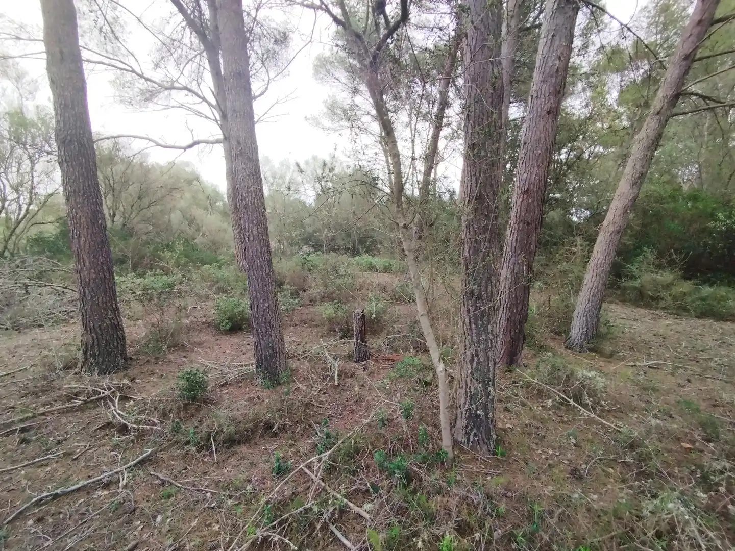 Rural land for sale in Algaida, imagen 5