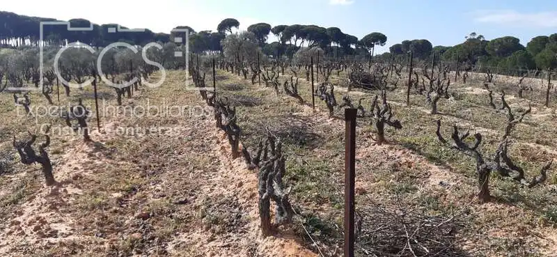 Terreni e lotti in vendita a Almonte ciudad, imagen 2