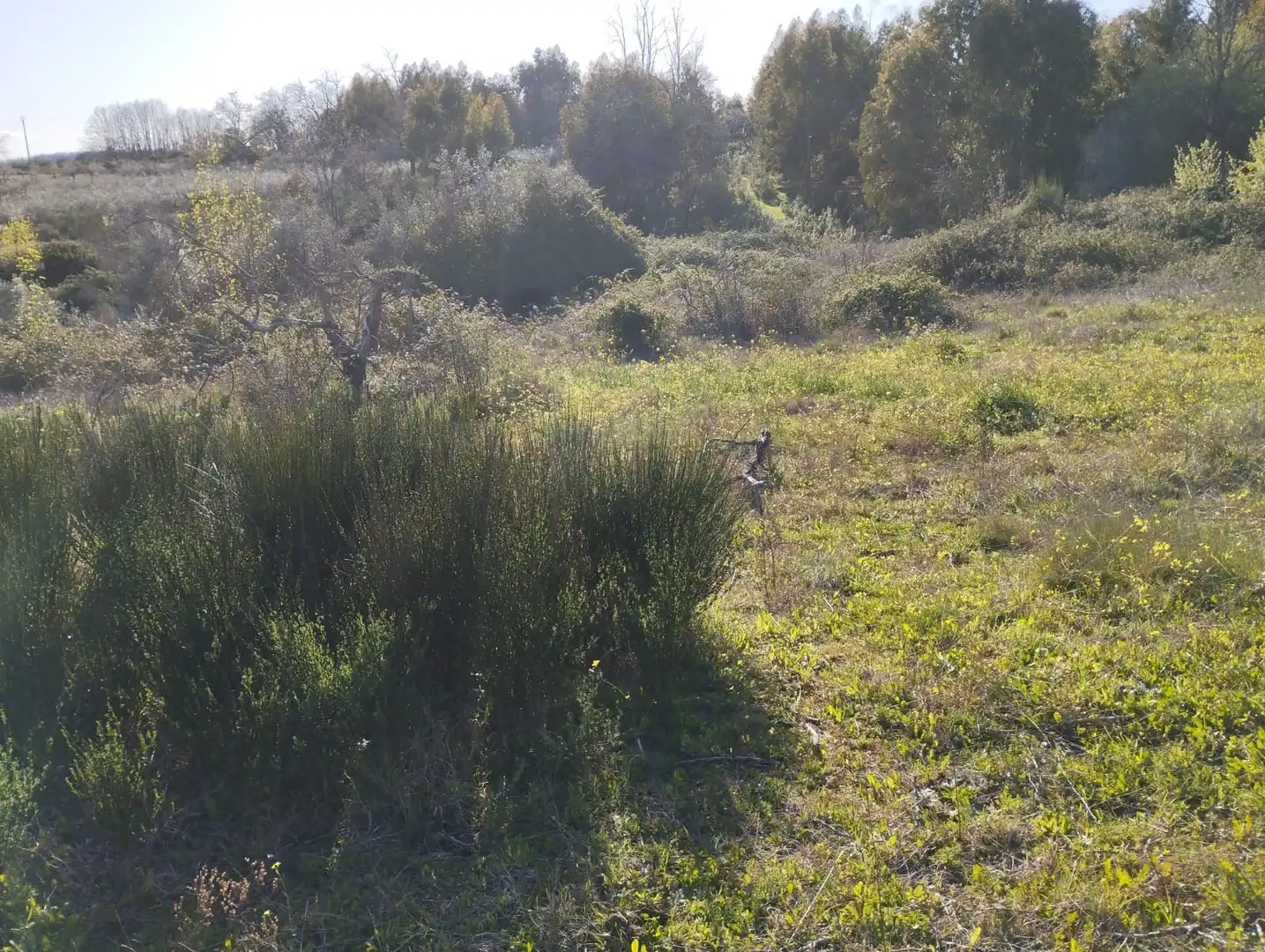 Terreni e lotti in vendita a Viandar de la Vera, imagen 22
