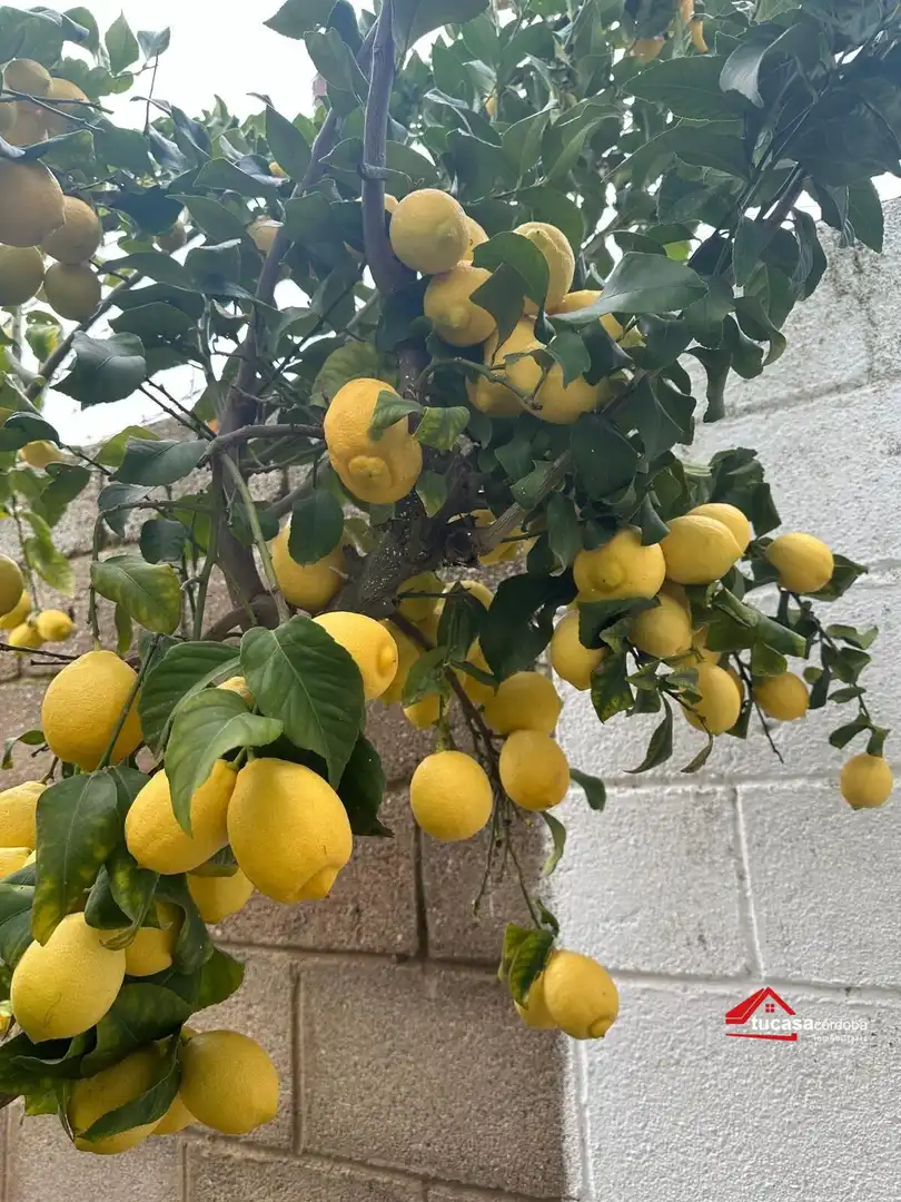 Terreno rustico in vendita a Villanueva del Rey, imagen 46