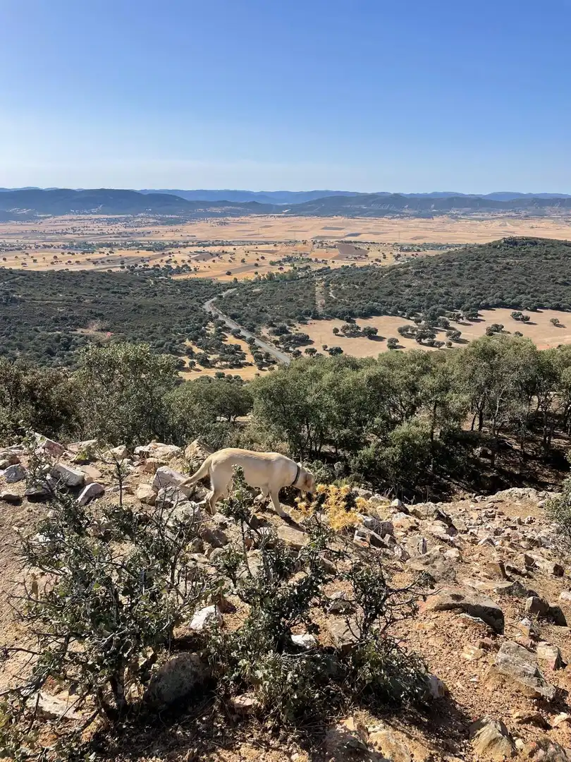 Casa rústica en venda a Almodóvar del Campo, imagen 15