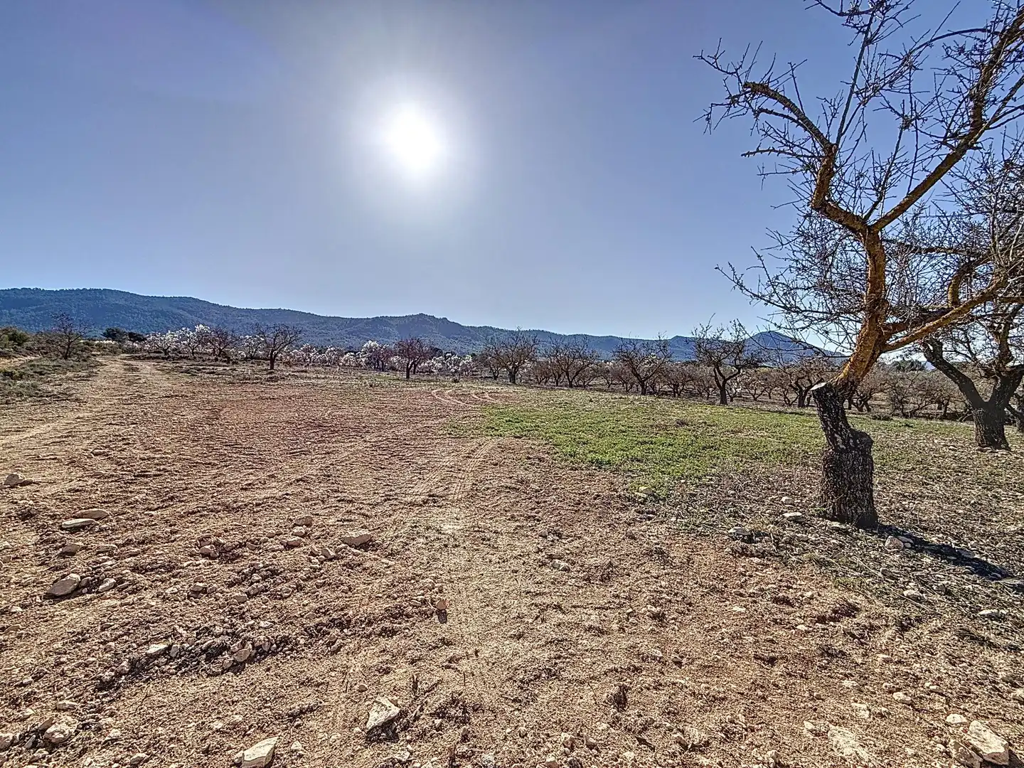 Terreno en venta en Biar