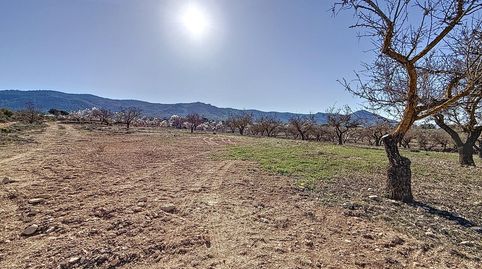 FINCA DE TIERRA SECANA EN PARTIDA EN BIAR ZONA EL COTO, immagine 2