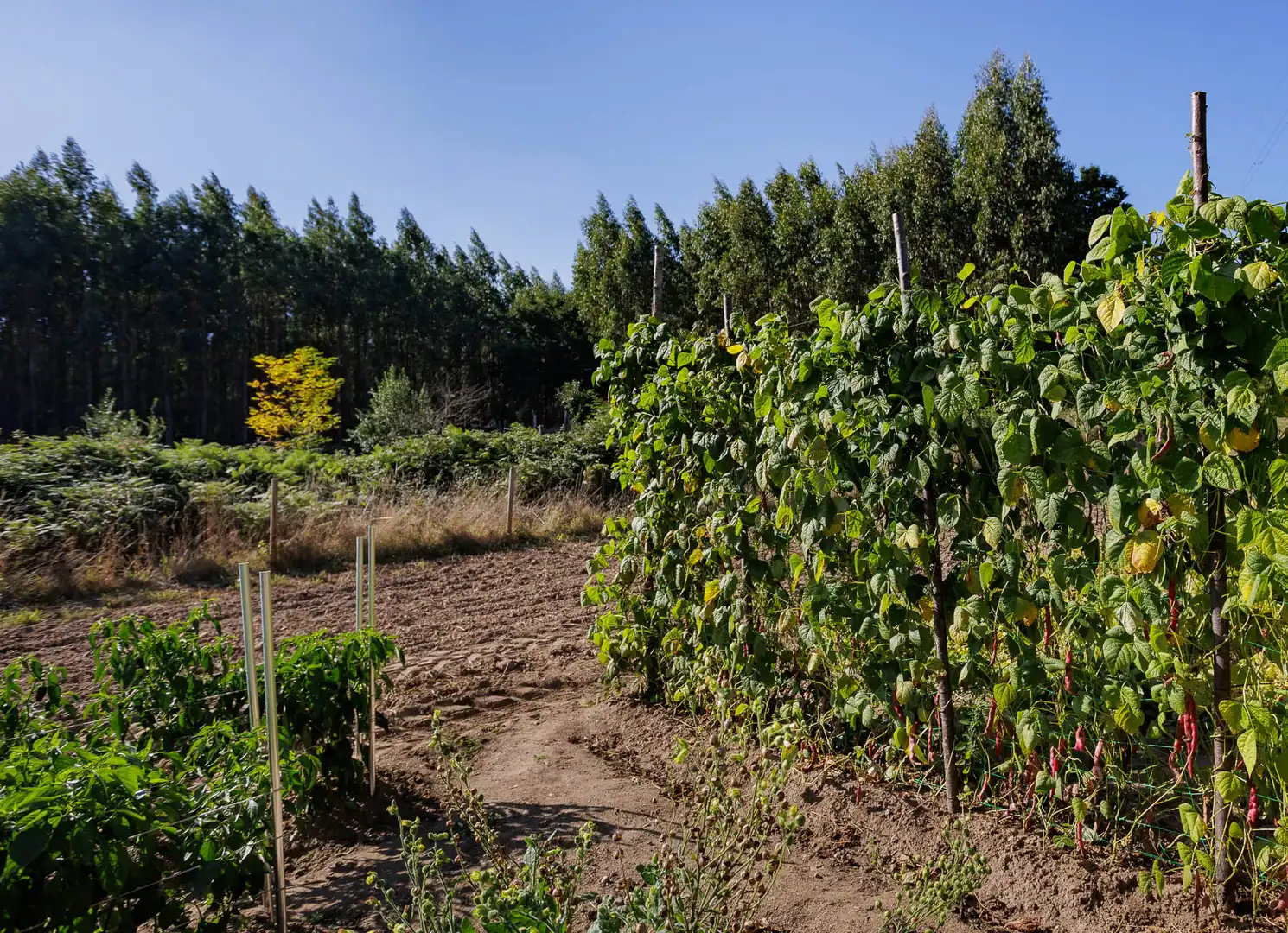 Jardín de Finca rústica en venta en Outeiro de Rei
