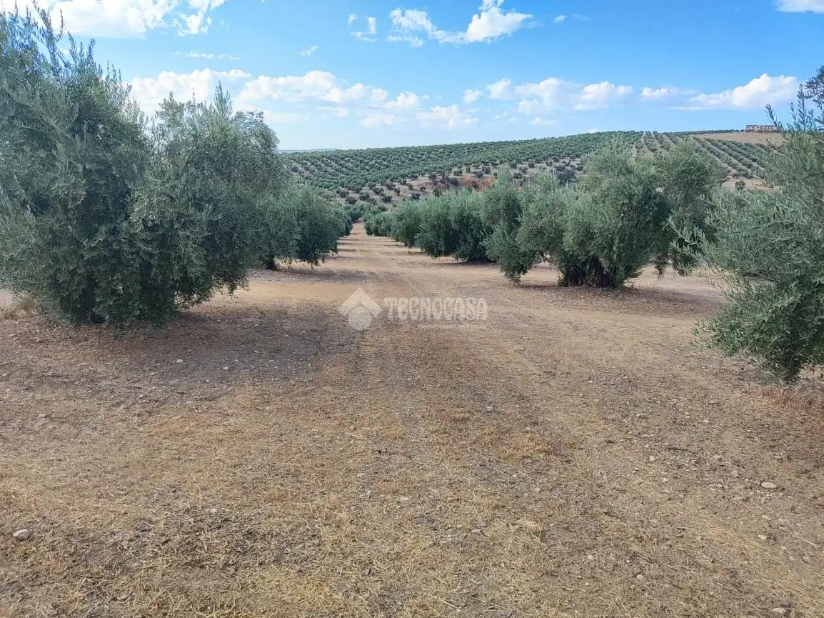 Land for sale in Chilluévar