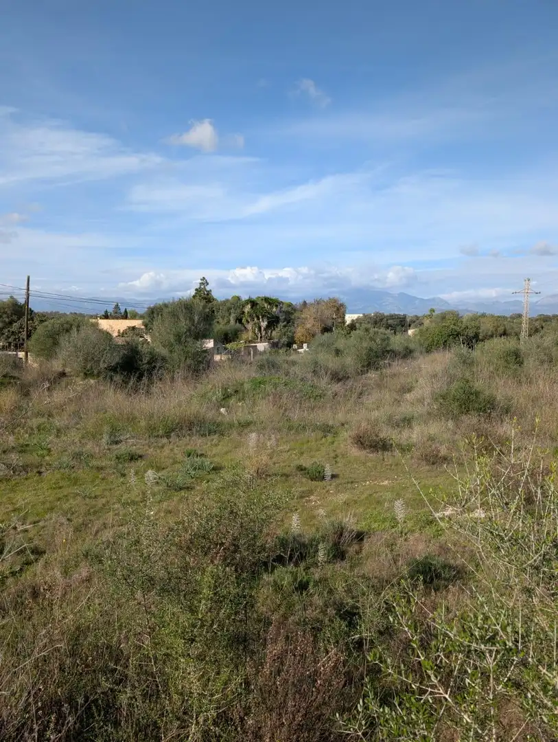 Terrain rustique à vendre à Sineu, imagen 7