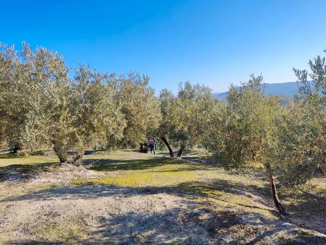 Terreno en Venta en Calle Torrecillas, 35 en Escañuela