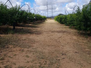Rural land for sale in Calle LA CAÑADA, POLIGONO7