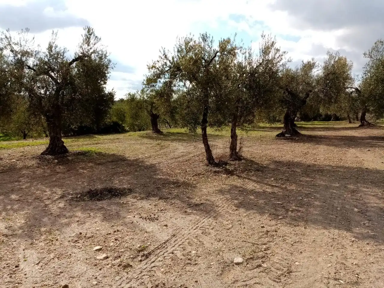 Rural land for sale in Arahal, imagen 2
