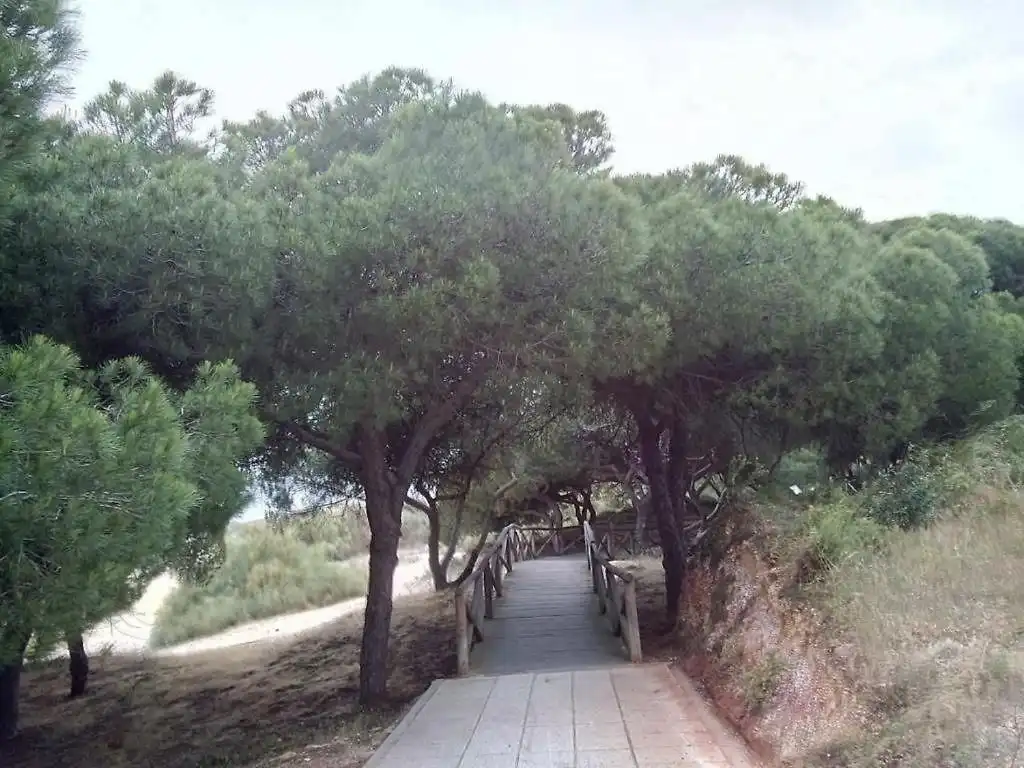 Wohnung mit Terrasse zur Miete in Urbanización Mirador Nuevo Portil, imagen 34