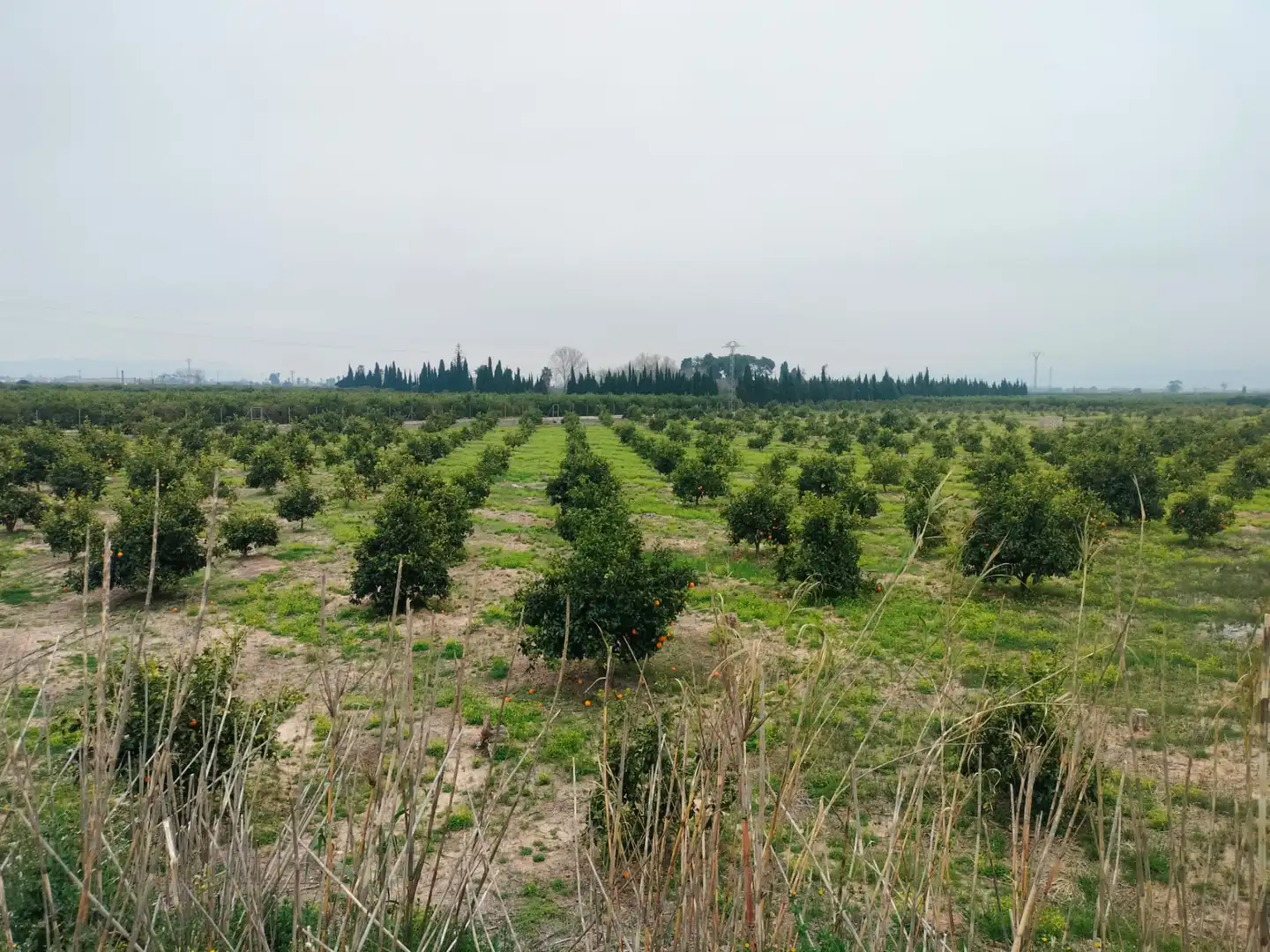Rural land for sale in Sollana, imagen 2