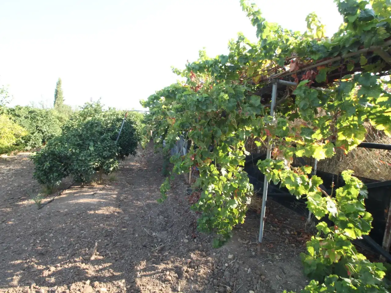Terreno rustico in vendita a Calle Poniente 13, imagen 2