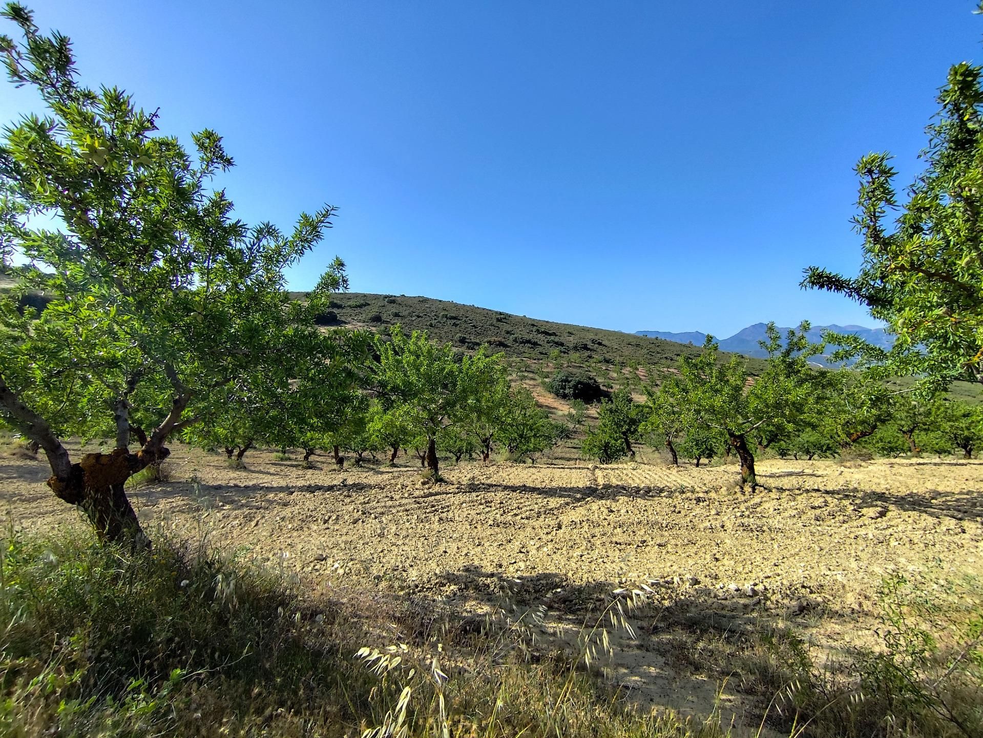 Land for sale in Arenas del Rey