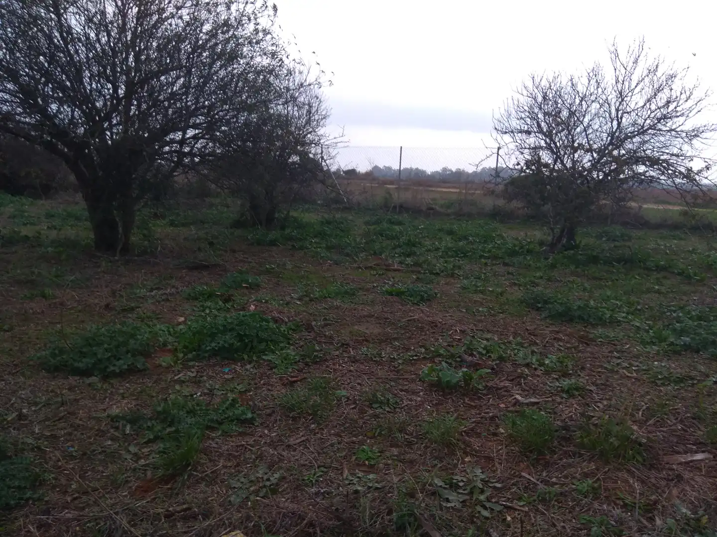 Casa amb jardí en venda a Carretera del Pago del Humo, imagen 5