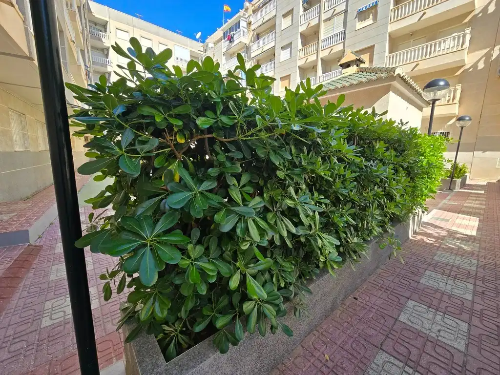 Exterior view of Flat for sale in Torrevieja  with Furnished