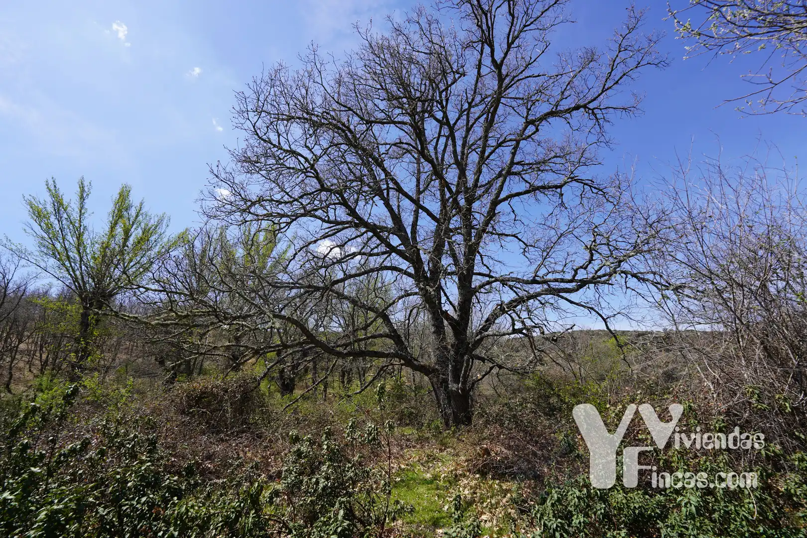 Terreno rústico en venta en Campillo de Ranas, imagen 27
