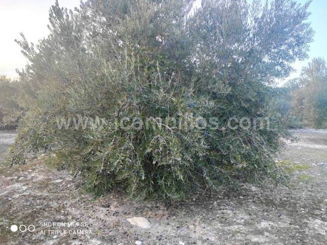 Terreno en Venta en TERMINO DE NUEVA CARTEYA  en Castro del Río