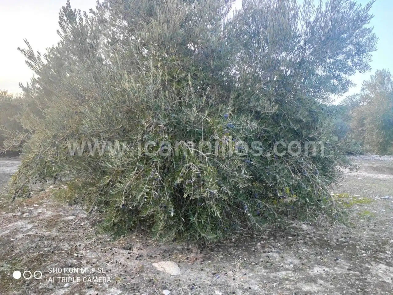 Rural land for sale in Calle TERMINO DE NUEVA CARTEYA