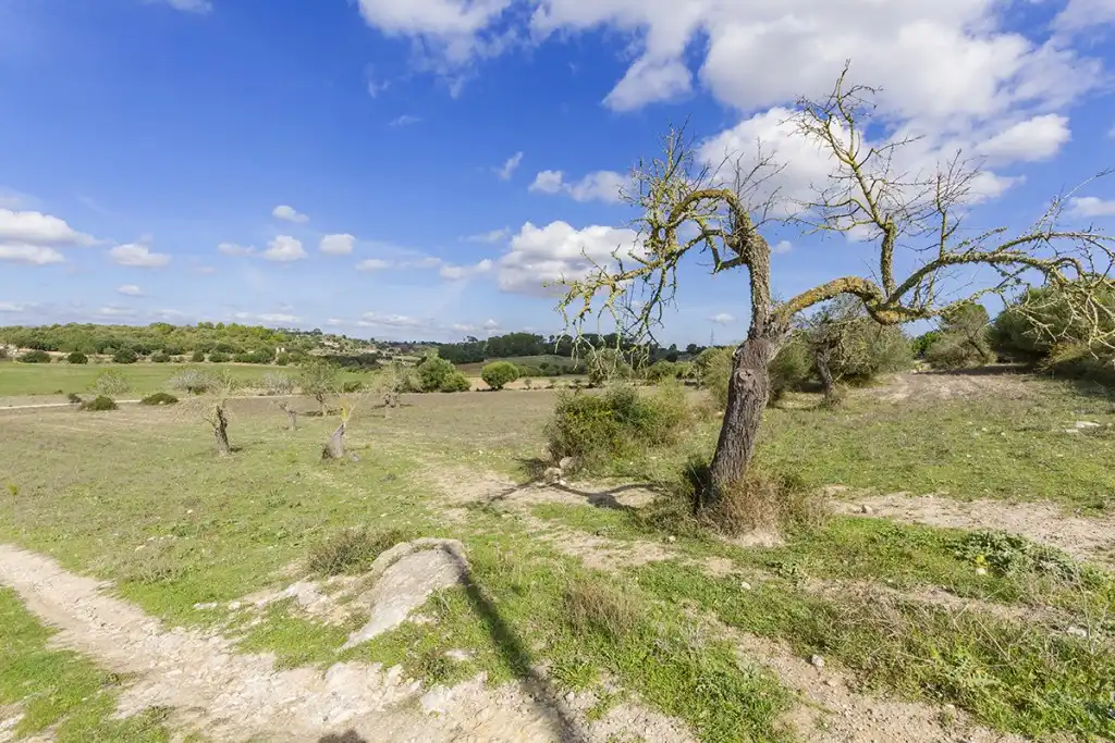 Rustikales Grundstück zum Verkauf in Sineu, imagen 4