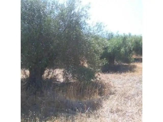 Rural land for sale in Morón de la Frontera, imagen 3