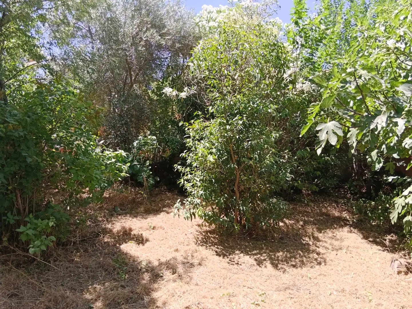 Casa o xalet en venda en Illana amb Jardí privat, Terrassa i Piscina