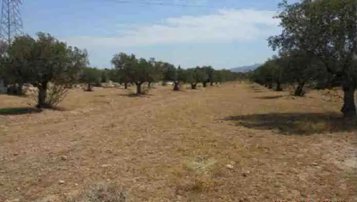 Terreny rústic en venda a Ds Camino Mayayo - Carril Carriles -, imagen 6