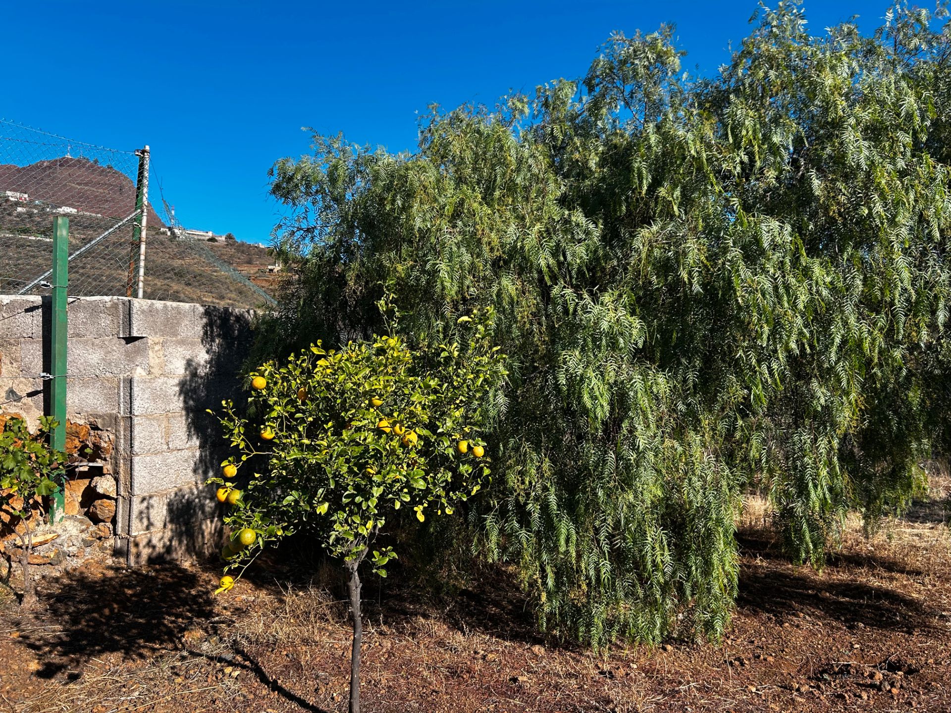 Jardín de Casa o chalet en venta en El Rosario con Jardín privado, Terraza y Trastero