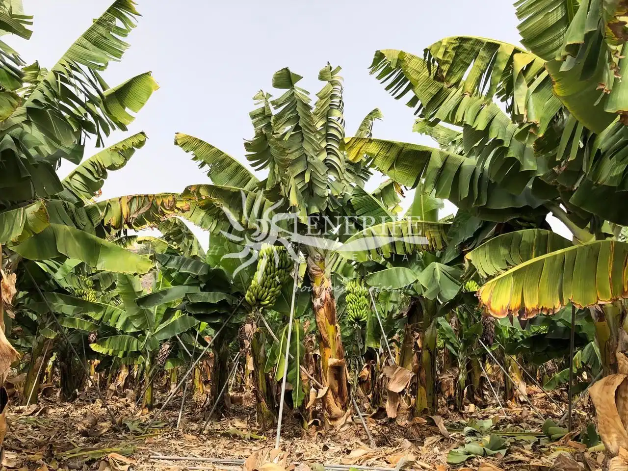 Finca rústica en venta en Guía de Isora con Jardín privado, Trastero y Amueblado