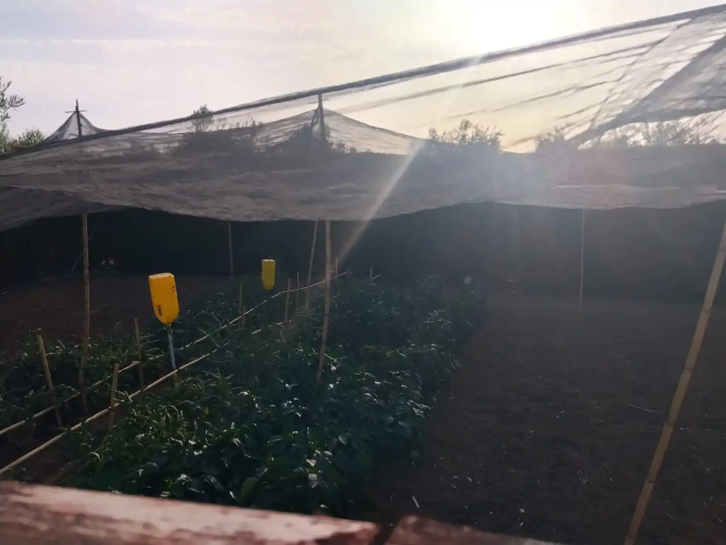 Jardí de Finca rústica en venda en La Carlota amb Piscina