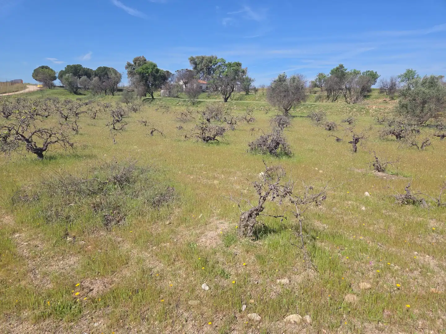 Finca rústica en venta en Navalcarnero