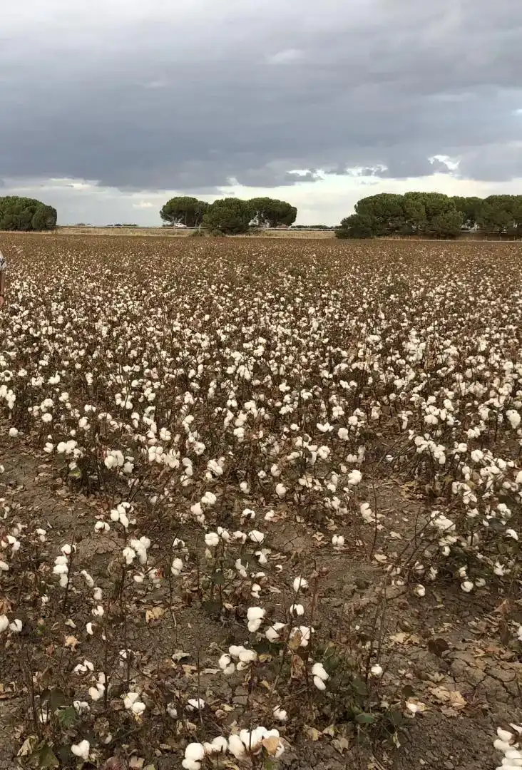 Vista exterior de Finca rústica en venda en Las Cabezas de San Juan, Sevilla