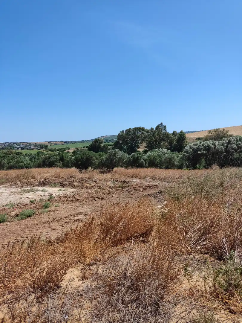 Country homes for rent in Medina Sidonia