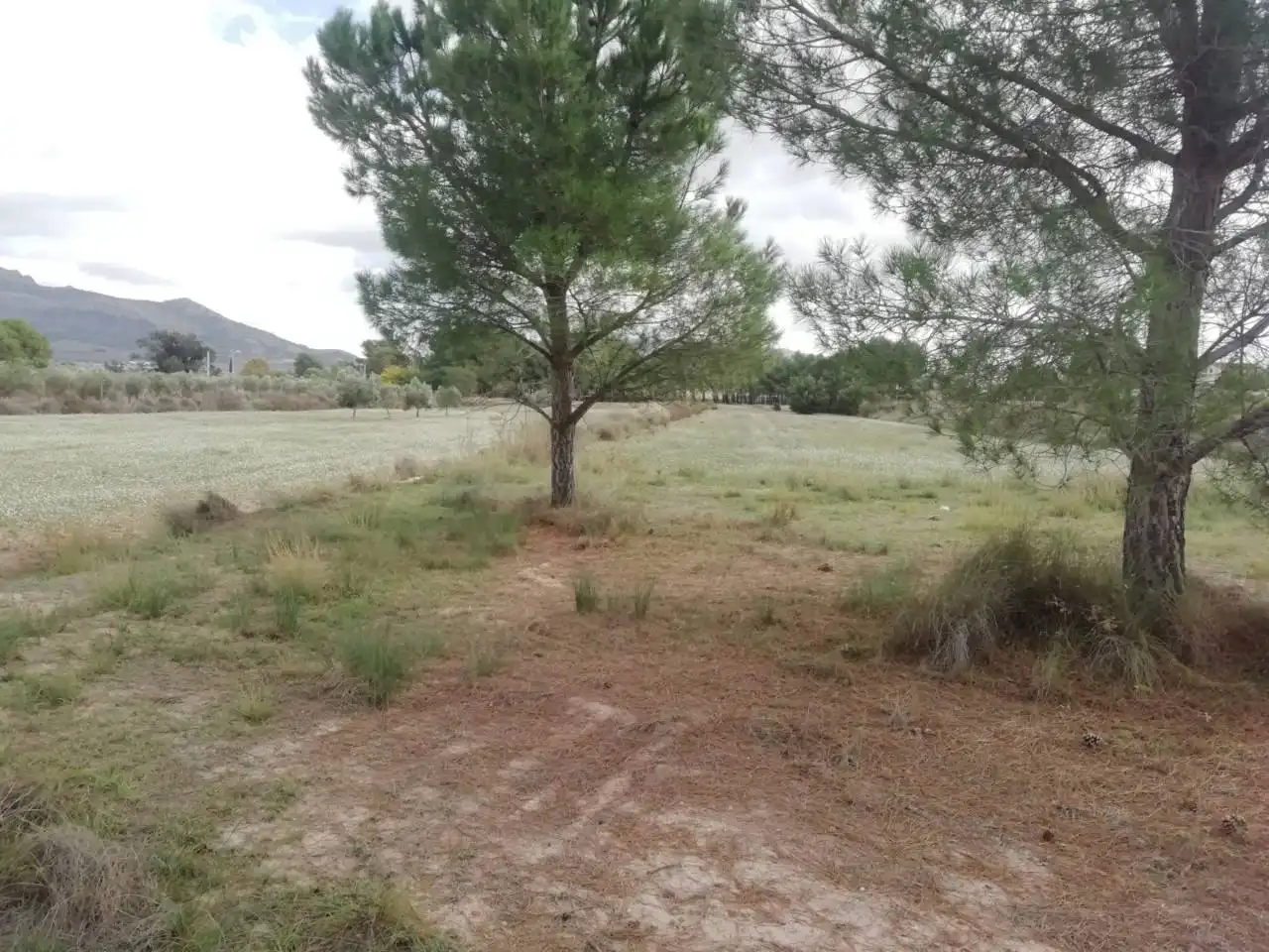 Finca rústica en venta en Pasaje PARTIDA CABRERAS, 39105, Sax