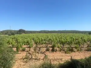 Terreno en venta en L'Arboç